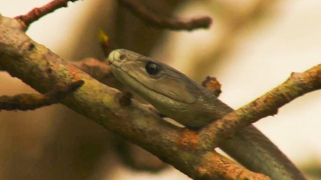 Africa's Most Dangerous Snakes