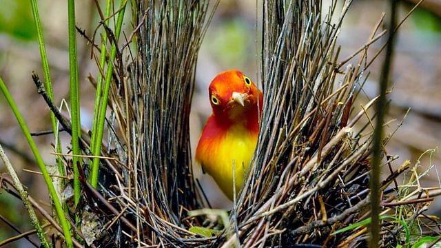 Do Animals Appreciate Beauty?