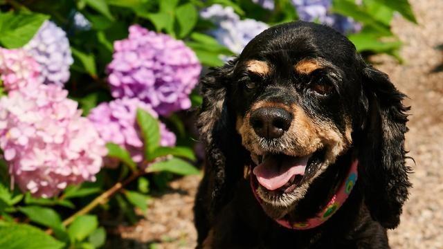 Patron Saint of Merriment