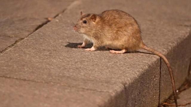 Ratten in Paris – Gefährliche Plage
