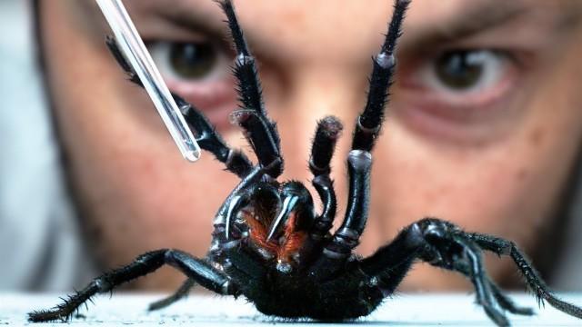 How To Get Venom From The World's Deadliest Spider