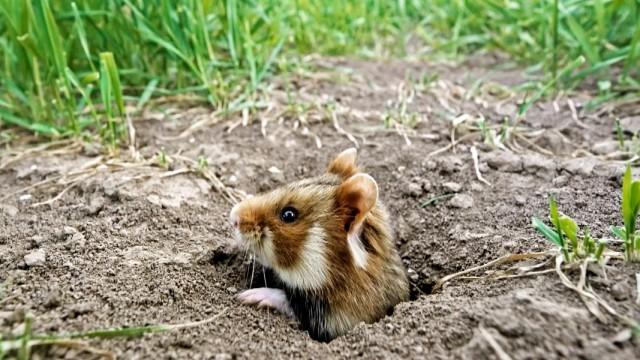Der kleine Held vom Hamsterfeld