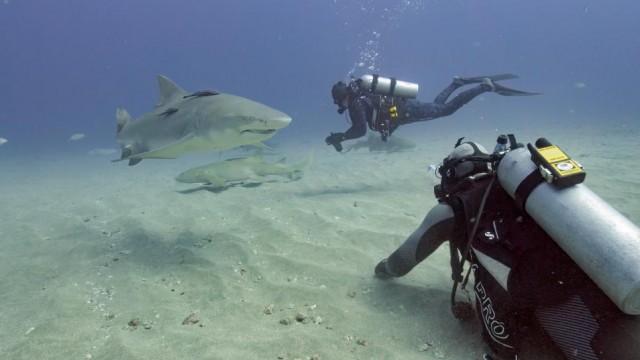 Florida Shark: Blood in the Water