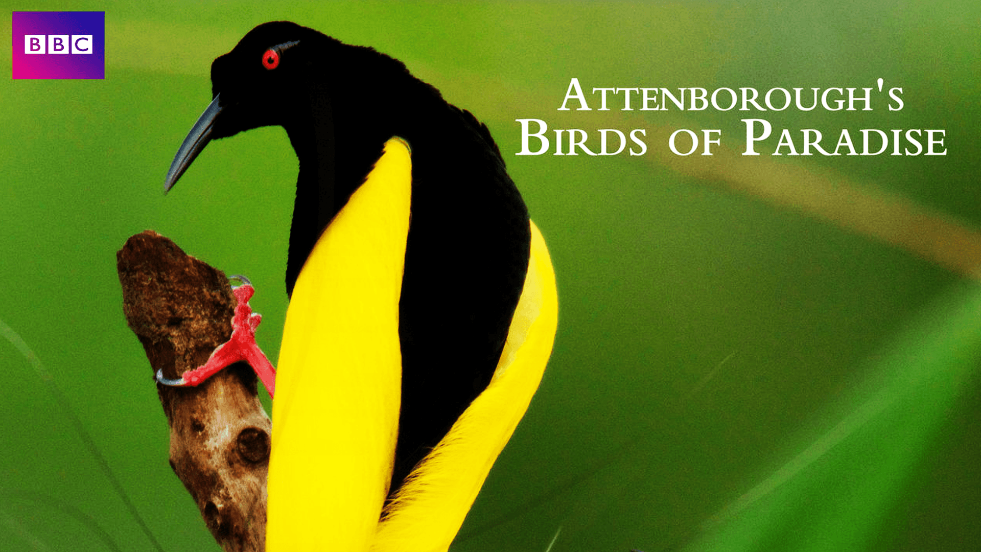 Attenborough's Paradise Birds