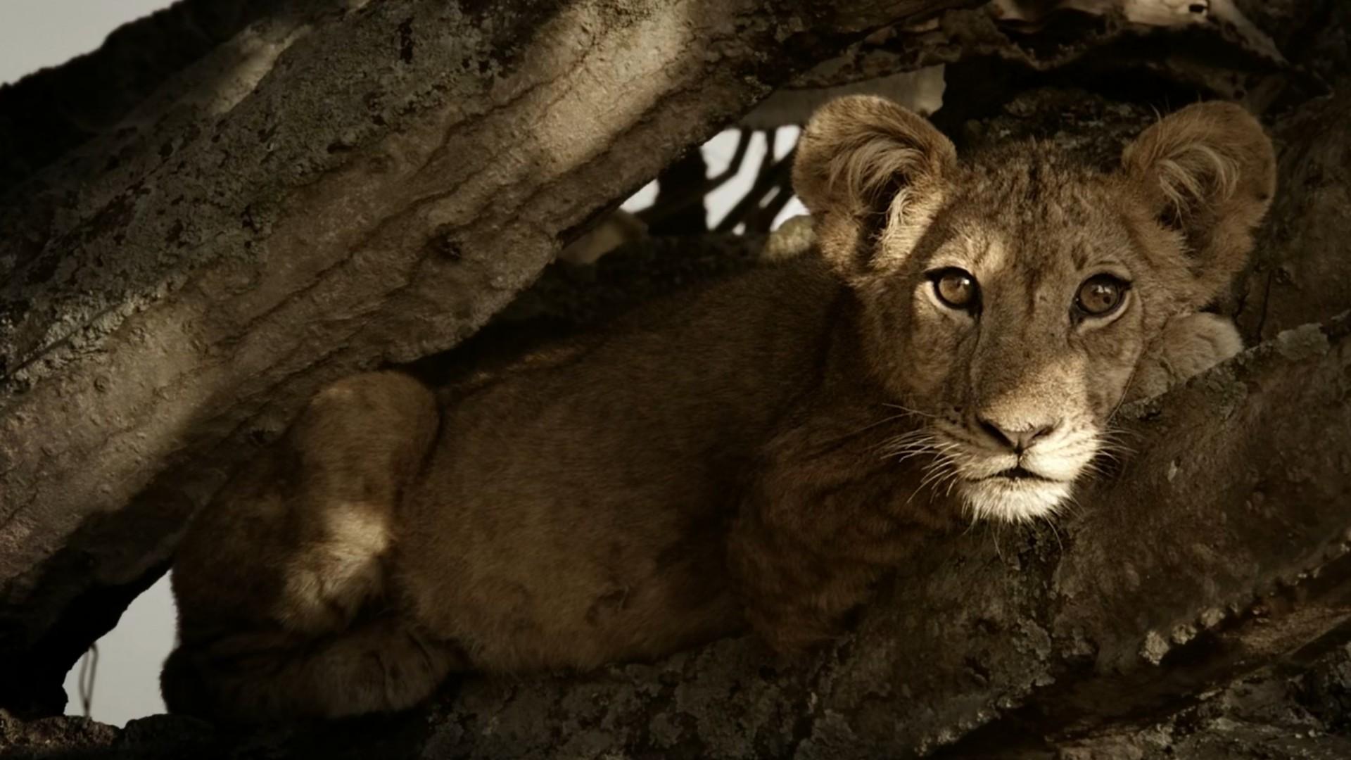 Tree Climbing Lions