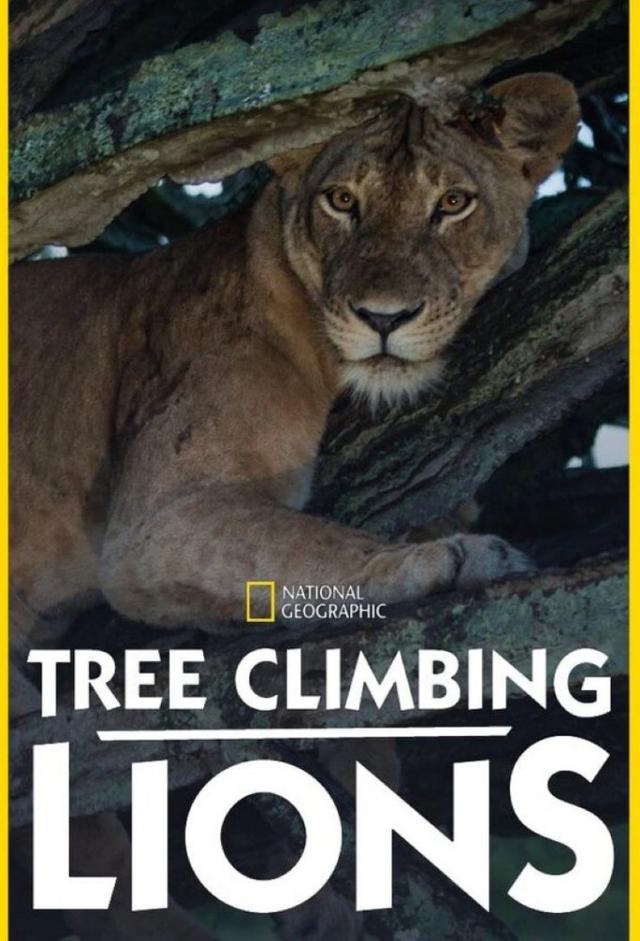 Tree Climbing Lions