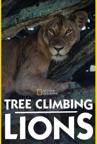 Tree Climbing Lions