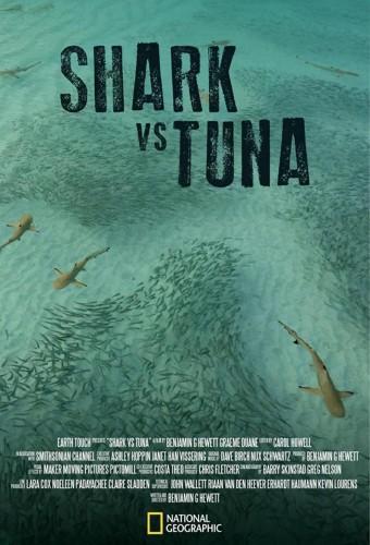 Shark vs Tuna