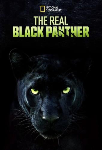 The Real Black Panther