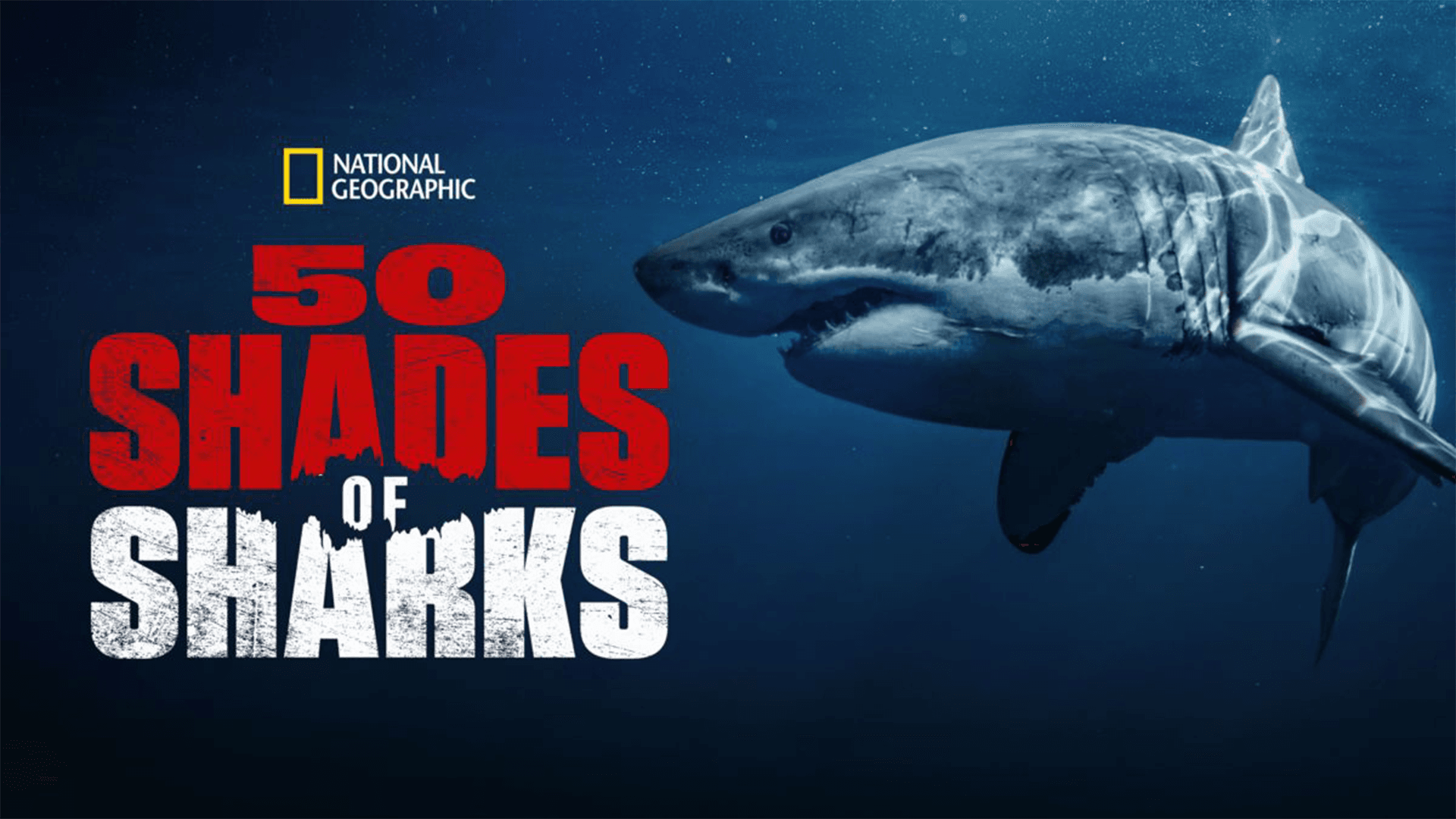 50 Shades of Sharks