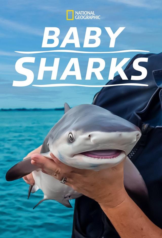 Baby Sharks