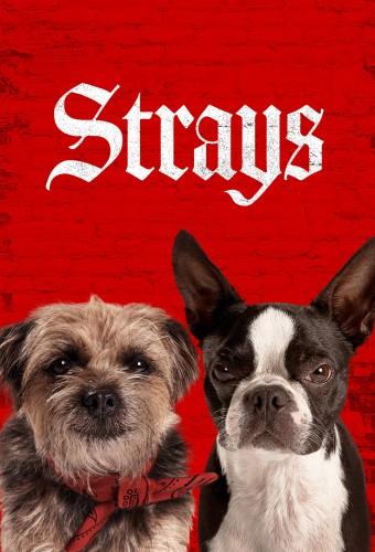 Strays