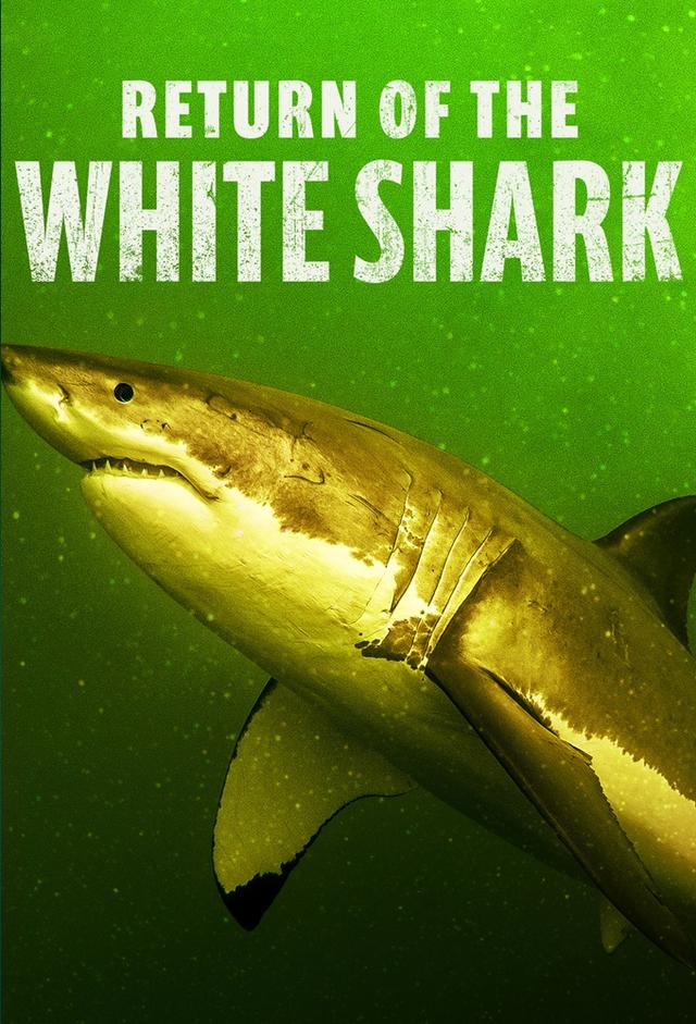 Return of the White Shark