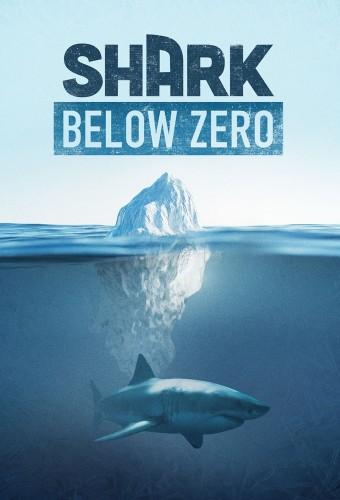 Shark Below Zero