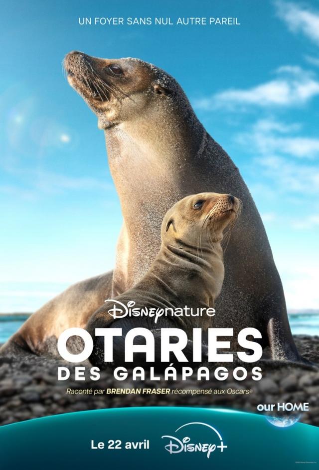 Sea Lions of the Galápagos
