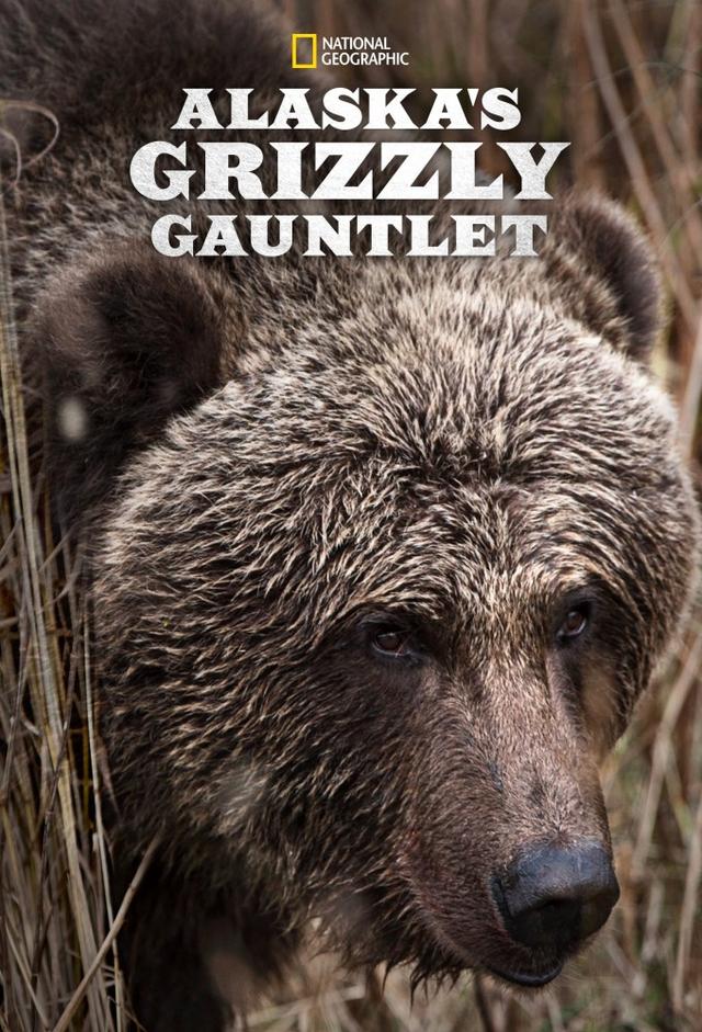 Alaska's Grizzly Gauntlet