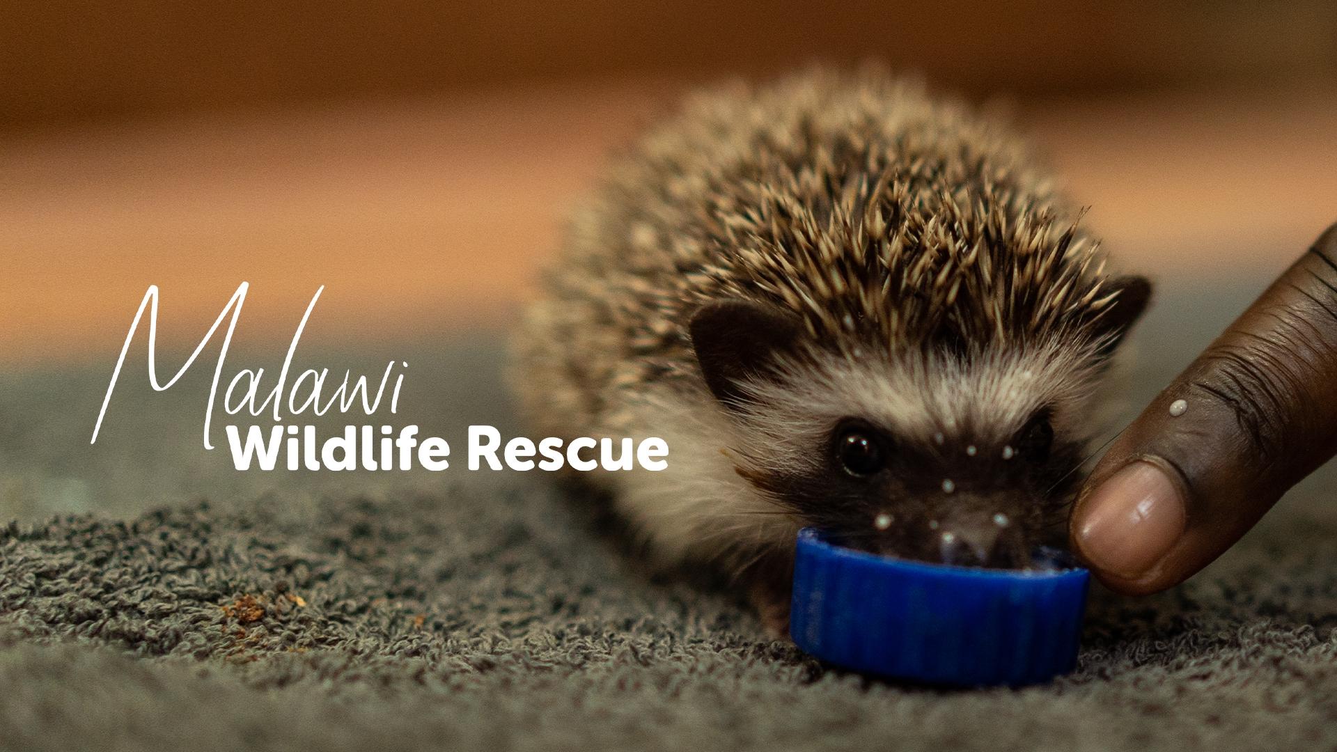 Malawi Wildlife Rescue