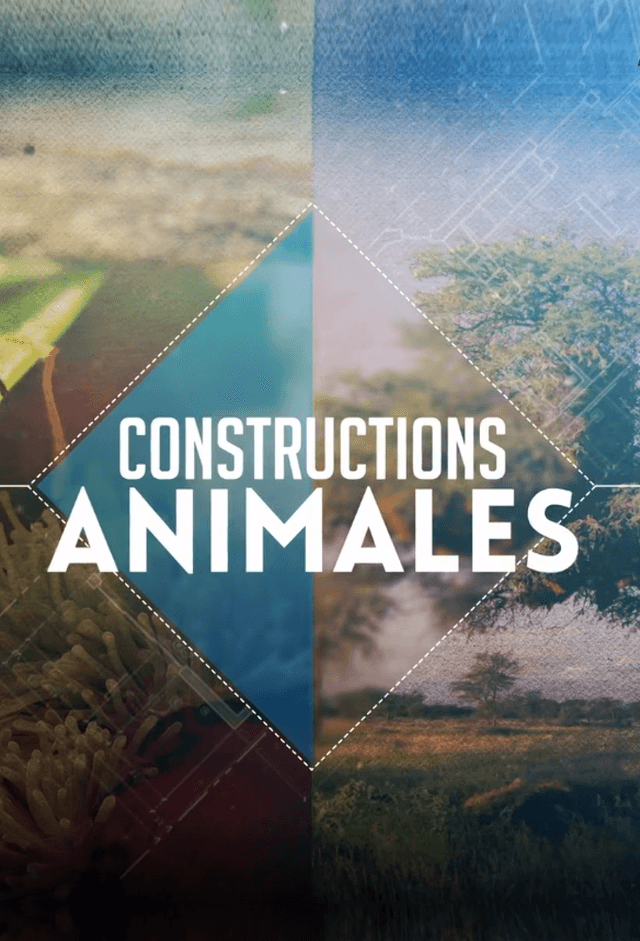 Constructions animales
