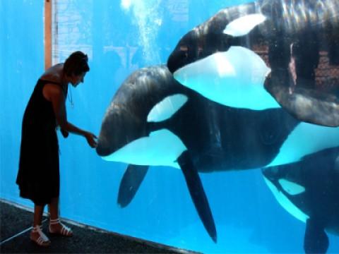 When Killer Whales Attack