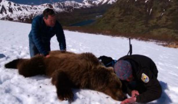 Bear Necessities
