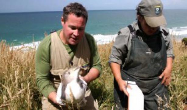 Penguins Down Under