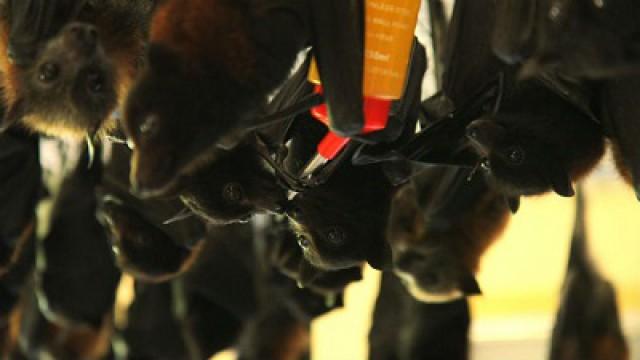 Flying Foxes of Australia