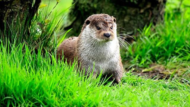 Guide to Otters