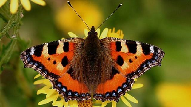 Guide to Butterflies
