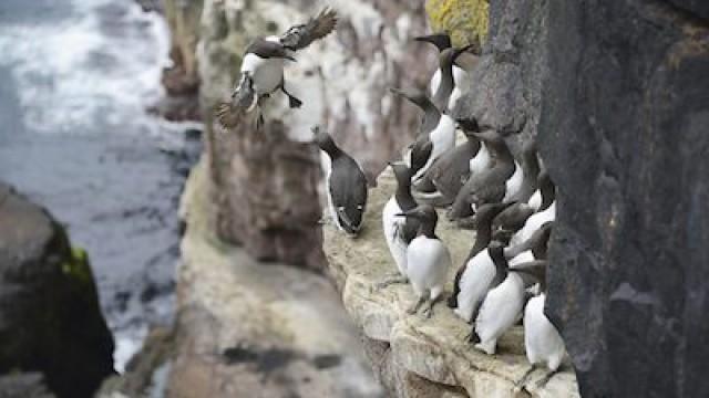 Episode 2 (Scottish version)