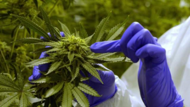 Le cannabis médical