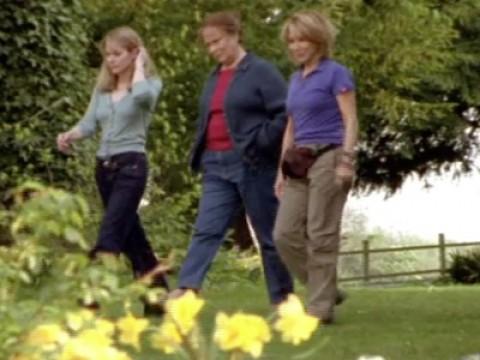 Arabica and the Early Spider