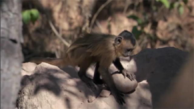 Das Wunder Leben (1) - Der Kampf ums Dasein