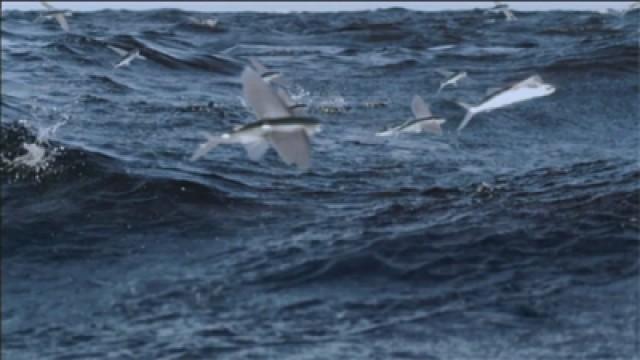 Das Wunder Leben (2) - Wesen der Ozeane