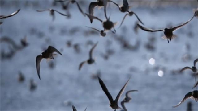 Das Wunder Leben (3) - Kaltblüter und Luftakrobaten