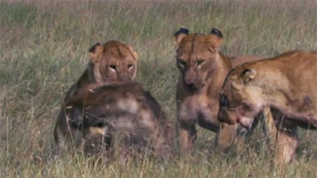 Das Wunder Leben (4) - Säugetiere