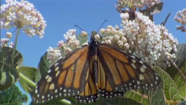 Das Wunder Leben (5) - Fremde Welten