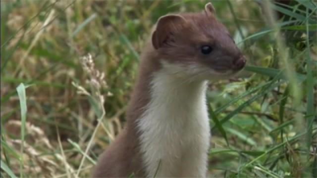 Das Wunder Leben (6) - Jäger und Gejagte
