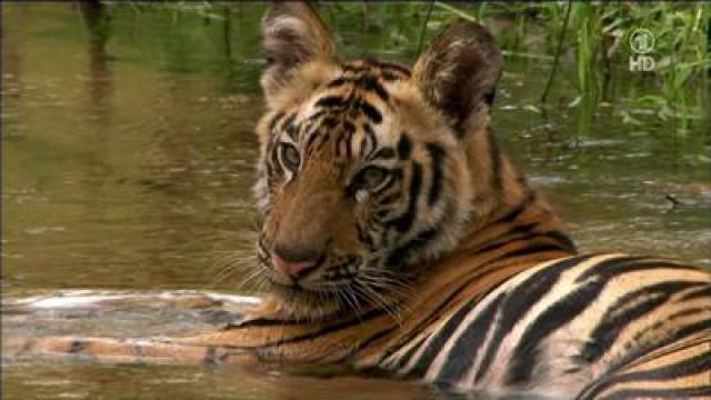 Expedition Himalaja (2) - Im Dschungel der Raubkatzen