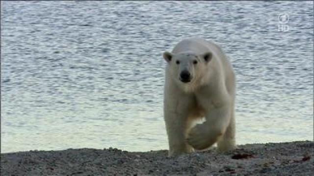 Wildes Skandinavien (7) - Grönland