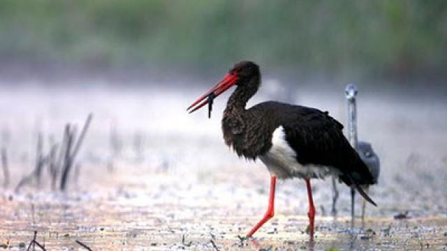Ungarn – Wildnis zwischen Donau und Theiß