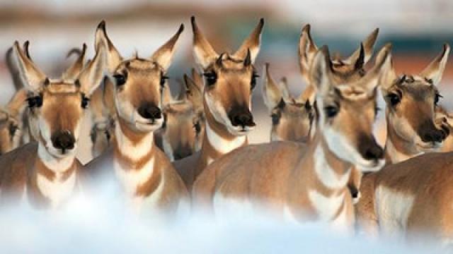 Die großen Wanderungen (1) - Der Sonne hinterher