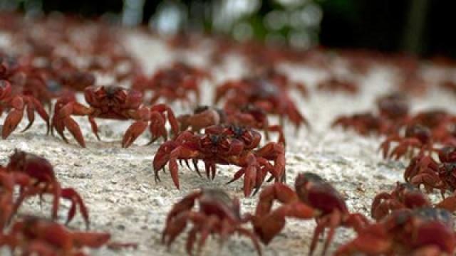 Die großen Wanderungen (2) - Der lange Weg ins Leben
