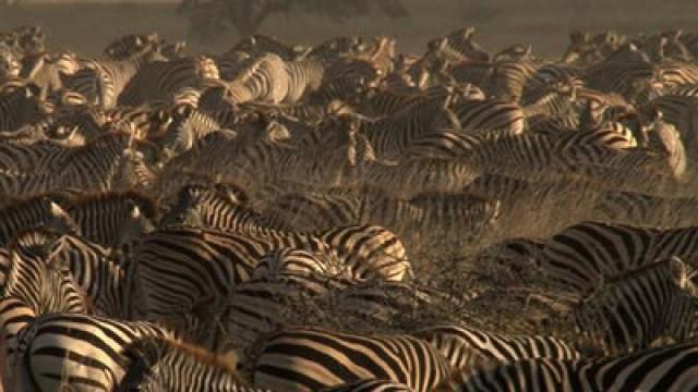 Die großen Wanderungen (3) - Unterwegs ins Paradies