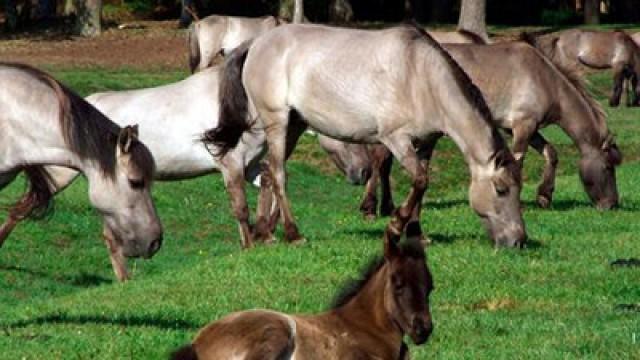 Die Letzten Europas - Wildpferde