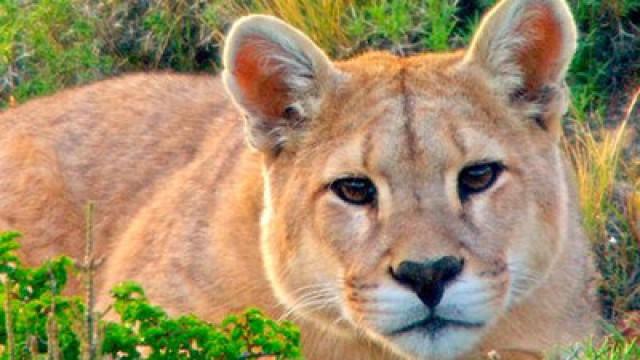 Jäger der Anden: Der Puma