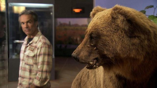 Bruno, der Bär ohne Pass