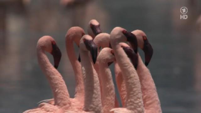 Wildes Arabien - Monsun und Meeresrauschen