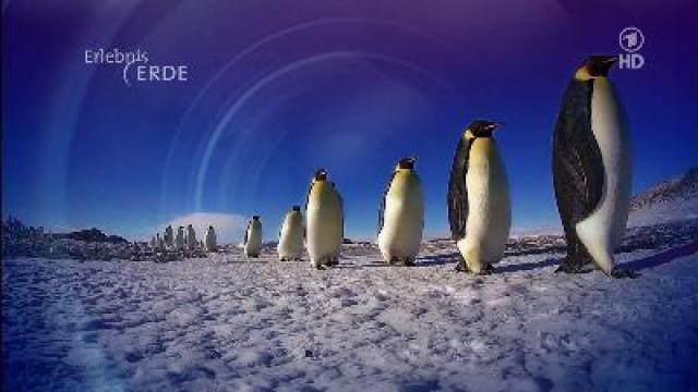 Pinguine Hautnah (1) - Die Reise