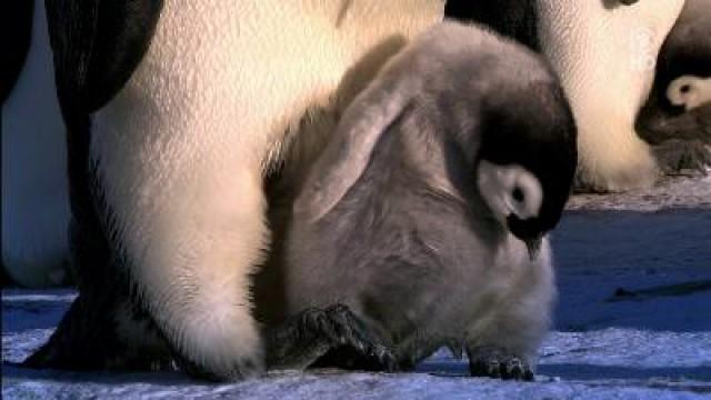 Pinguine Hautnah (2) - Erste Schritte
