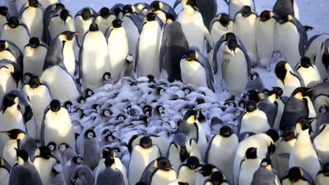 Pinguine Hautnah (3) - Erwachsen werden